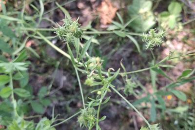<i>Ranunculus arvensis</i>