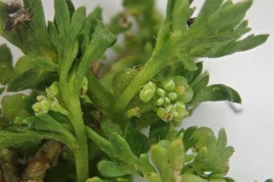 <i>Lepidium didymum</i>