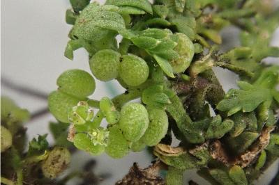 <i>Lepidium didymum</i>