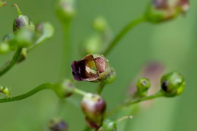 <i>Scrophularia nodosa</i>