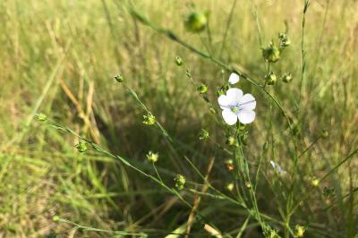 <i>Linum usitatissimum</i>