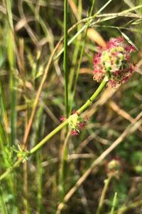 <i>Poterium sanguisorba</i>