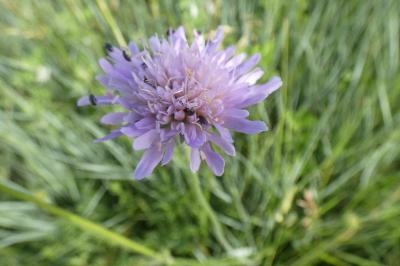 <i>Scabiosa columbaria</i>