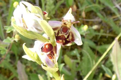 <i>Ophrys apifera</i>
