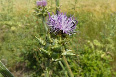 <i>Silybum marianum</i>
