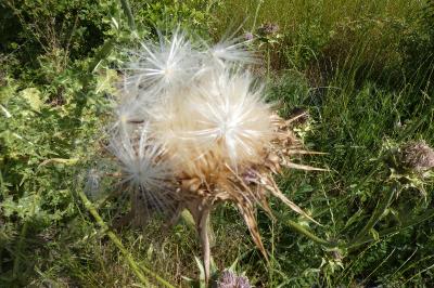 <i>Silybum marianum</i>