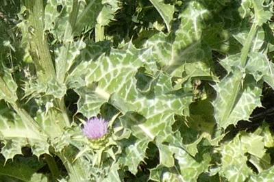 <i>Silybum marianum</i>