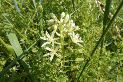 <i>Loncomelos pyrenaicus</i>