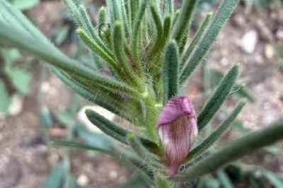 <i>Misopates orontium</i>