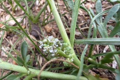 <i>Lepidium coronopus</i>