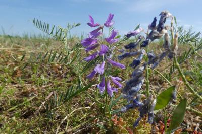 <i>Vicia cracca</i>