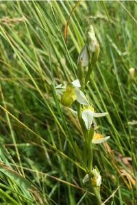 <i>Ophrys apifera</i>