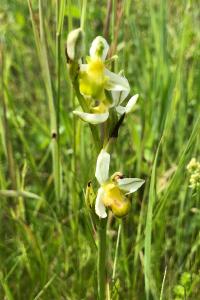 <i>Ophrys apifera</i>