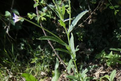 <i>Epilobium tetragonum</i>