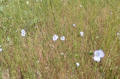 <i>Linum usitatissimum</i>