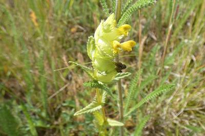 <i>Rhinanthus minor</i>