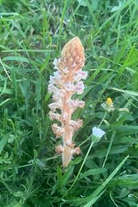 <i>Orobanche minor</i>