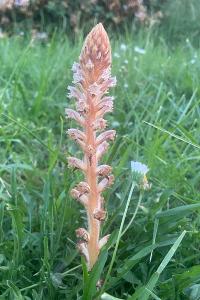 <i>Orobanche minor</i>