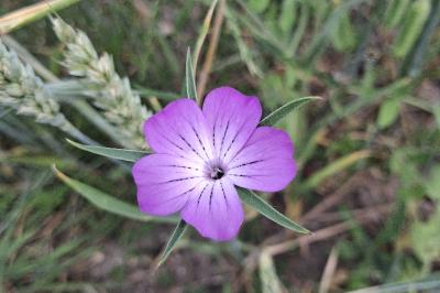 <i>Agrostemma githago</i>