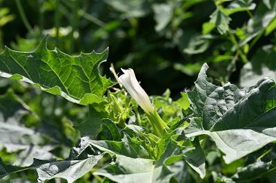<i>Datura stramonium</i>