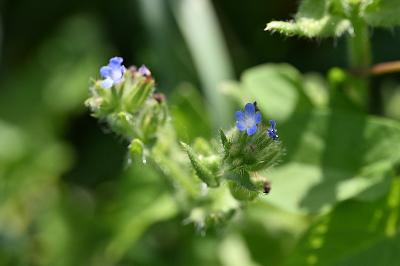<i>Lycopsis arvensis</i>