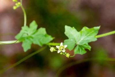 <i>Bryonia dioica</i>