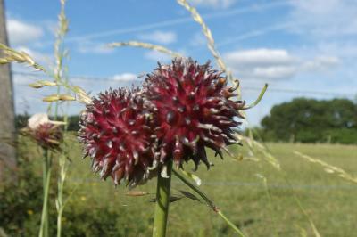 <i>Allium vineale</i>