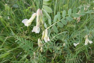 <i>Vicia pannonica</i>