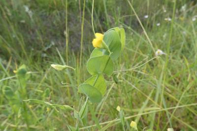 <i>Lathyrus aphaca</i>