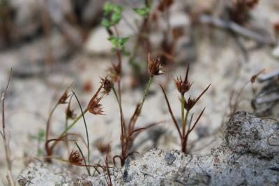 <i>Juncus capitatus</i>