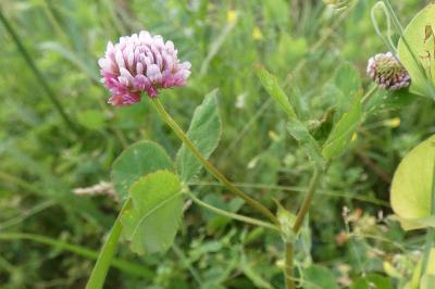 <i>Trifolium hybridum</i>