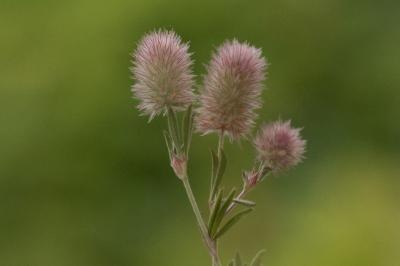 <i>Trifolium arvense</i>