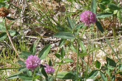 <i>Trifolium pratense</i>