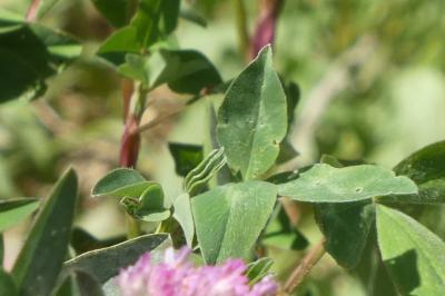 <i>Trifolium pratense</i>