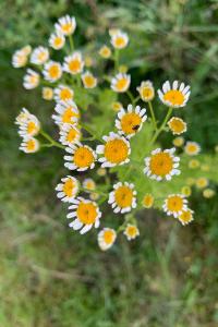 <i>Tanacetum parthenium</i>