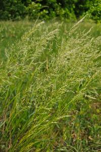 <i>Trisetum flavescens</i>