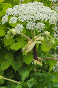 <i>Heracleum mantegazzianum</i>