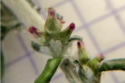 <i>Gamochaeta americana</i>