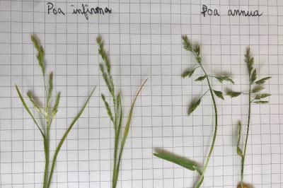<i>Poa infirma</i>