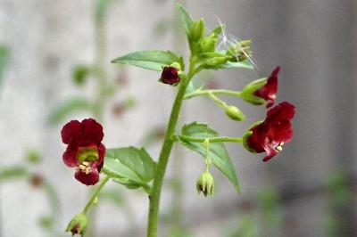 <i>Scrophularia peregrina</i>