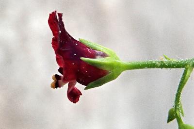 <i>Scrophularia peregrina</i>