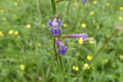 <i>Lobelia urens</i>