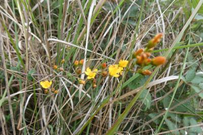 <i>Hypericum pulchrum</i>