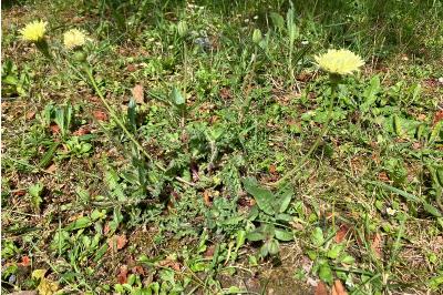 <i>Urospermum dalechampii</i>