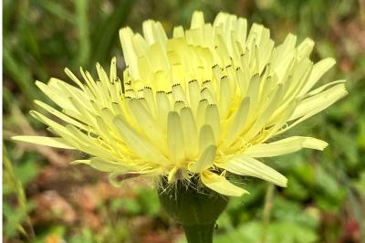 <i>Urospermum dalechampii</i>
