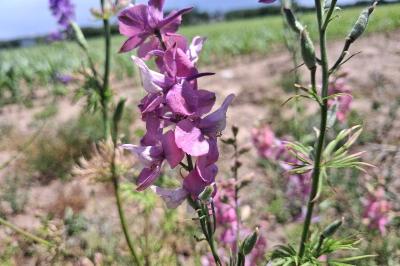 <i>Delphinium ajacis</i>