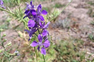 <i>Delphinium ajacis</i>