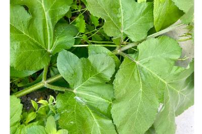 <i>Heracleum sphondylium</i>