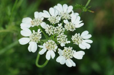 <i>Orlaya grandiflora</i>