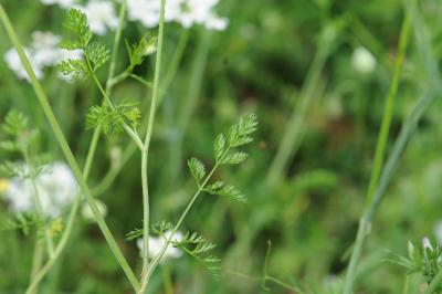<i>Orlaya grandiflora</i>